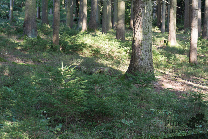 multicam field test greenzone versus airsoft popularairsoft
