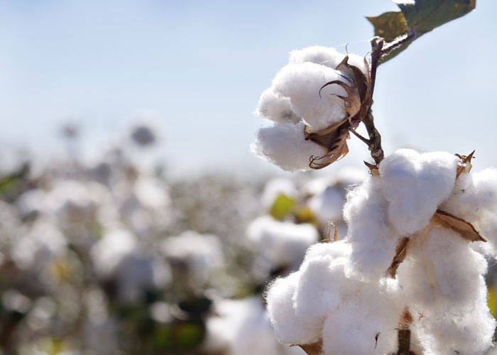 An Explanation On "Why Cotton Kills" Popular Airsoft To The